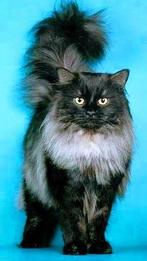 Langharige kater gezocht met lieve snoet, Dieren en Toebehoren, Kater, Ingeënt