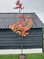 Parrotia persica PERZISCH IJZERHOUT 3 stuks, Tuin en Terras, Planten | Bomen, Volle zon, Lente, 400 cm of meer, Overige soorten