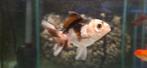 Sluierstaart Zwart/Wit Panda Carassius Auratus, Dieren en Toebehoren, Vissen | Aquariumvissen, Vis, Zoetwatervis