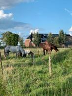 Opfok aangeboden merrieveulen vanaf oktober 2025, Opfok