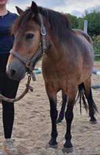 VERKOCHT Gezonde knappe pony, Dieren en Toebehoren, Pony's, Merrie, Zadelmak, Gechipt, 7 tot 10 jaar