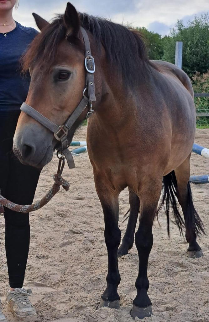 VERKOCHT Gezonde knappe pony, Dieren en Toebehoren, Pony's, Merrie, Zadelmak, 7 tot 10 jaar, Gechipt, Ontwormd, Ingeënt