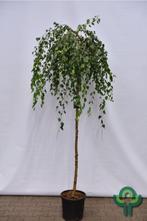 Betula pendula 'Youngii' Prieelberk - treurend herfstkleur, Ophalen of Verzenden, Lente, Volle zon, Treurboom