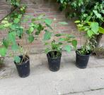 Te koop: jonge plant Annabel Hortensia, Vaste plant, Halfschaduw, Zomer, Ophalen
