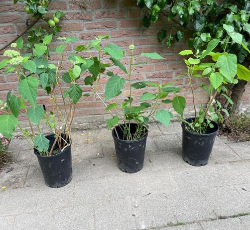 Te koop: jonge plant Annabel Hortensia, Tuin en Terras, Planten | Tuinplanten, Vaste plant, Overige soorten, Halfschaduw, Zomer