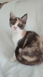 Maincoon x Ragdoll x, Dieren en Toebehoren