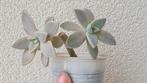 Graptopetalum paragyense vetplant succulent, Vetplant, Ophalen of Verzenden, In pot, Minder dan 100 cm