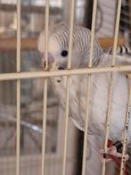 Parkietjes 7.50, Dieren en Toebehoren, Meerdere dieren, Parkiet, Geringd