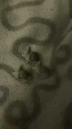 schleich konijn, Verzamelen, Ophalen of Verzenden, Zo goed als nieuw, Boerderijdier, Beeldje of Figuurtje