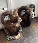 Opgezette moeflon / horens / taxidermie, 2 stuke, Verzamelen, Dierenverzamelingen, Ophalen, Zo goed als nieuw, Vogel, Opgezet dier