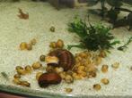 Appelslakken geel, Dieren en Toebehoren, Vissen | Aquariumvissen, Slak of Weekdier, Zoetwatervis