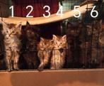 Maincoon kittens