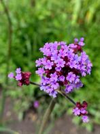 Verbena  -  ijzerhard., Tuin en Terras, Planten | Tuinplanten, Ophalen of Verzenden, Zomer, Overige soorten, Volle zon