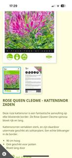 Kattensnorplantjes, Ophalen, Volle zon, Groenteplanten, Eenjarig