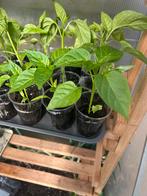 Paprika en puntpaprika planten, Ophalen, Volle zon, Groenteplanten, Eenjarig