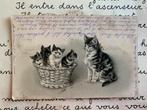 1901 Moederpoes met kittens in een mandje (FR), Ophalen of Verzenden, Voor 1920, Gelopen, Overige thema's