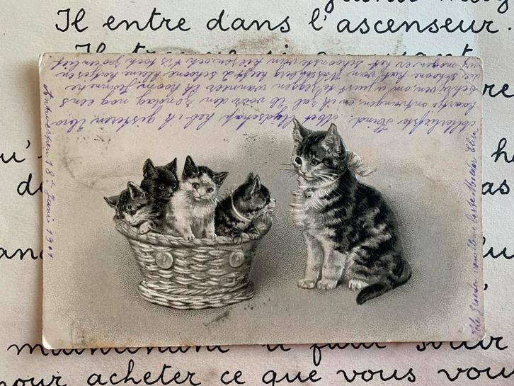 1901 Moederpoes met kittens in een mandje (FR), Verzamelen, Ansichtkaarten | Themakaarten, Gelopen, Voor 1920, Overige thema's