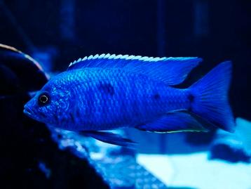 Copadichromis Azureus Malawi Cichliden beschikbaar voor biedingen