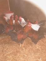 Welsumer hanen, Dieren en Toebehoren, Pluimvee, Mannelijk, Kip