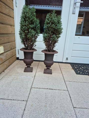 2 Gietijzeren vazen hoogte 34 cm incl. plant( den) beschikbaar voor biedingen