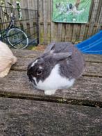 Te koop: NHD rammetje, Dieren en Toebehoren, Konijnen, Mannelijk, Dwerg, Hangoor, 0 tot 2 jaar