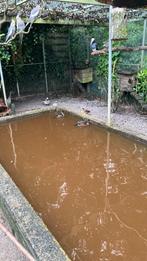 Kaneeltaling, Meerdere dieren, Eend