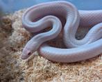 1.0 blizzard korenslang, Slang, Tam, 3 tot 6 jaar