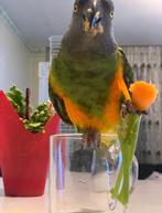 Papeqaai, Dieren en Toebehoren, Vogels | Parkieten en Papegaaien