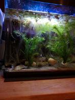 50 liter aquarium zonder planten leeg, Ophalen, Zo goed als nieuw, Leeg aquarium