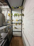 20 engelse parkieten van 2025 mannen/poppen, Dieren en Toebehoren, Meerdere dieren, Parkiet