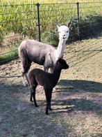 Grijze alpaca moeder met vrouwtje aan de voet, Februari, Vrouwelijk