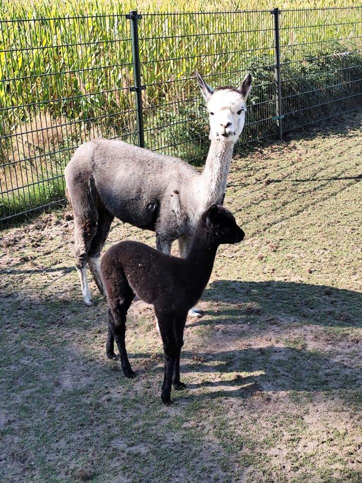 Grijze alpaca moeder met vrouwtje aan de voet, Dieren en Toebehoren, Overige Dieren, Vrouwelijk, Februari