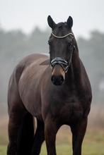 Getalenteerde 5 jr ruin van kjentoxfurst romancier M dressuu, Dieren en Toebehoren, Paarden, Ruin, M, Dressuurpaard, Gechipt