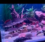 Aquarium vissen zilverhaaien 4x groot, Dieren en Toebehoren, Vis