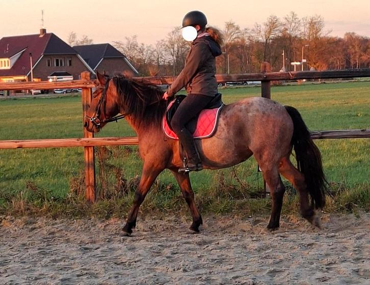 Unieke D-pony, merrie 6 jaar, kleur; Bay roan, Dieren en Toebehoren, Pony's, Merrie, B, D pony (1.37m tot 1.48m), Recreatiepony