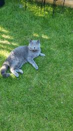 Britse korthaar 2 poezen, Dieren en Toebehoren, Katten en Kittens | Raskatten | Korthaar, Poes, Gechipt, 3 tot 5 jaar