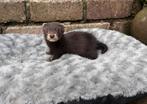 Fretje angora fret lief en sociaal, Dieren en Toebehoren, Overige Dieren, Mei, Geslacht onbekend