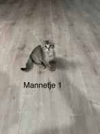 Siamees met britse korthaar mix kittens, Meerdere dieren