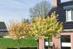 Bomen, Tuin en Terras, Planten | Bomen, Overige soorten, Lente, 250 tot 400 cm, Ophalen