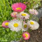 Acroclinium zaden, Ophalen of Verzenden, Voorjaar, Volle zon, Zaad