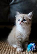 Mink bicolor poes zoekt gouden mandje met liefste baasjes, Poes, Ontwormd, 0 tot 2 jaar
