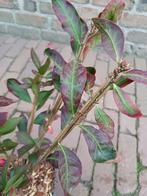 Kardinaalsmuts, Volle zon, Vaste plant, Zomer, Ophalen