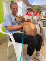 HzH-AZOR en ANANDA, zoeken ieder een eigen mandje, Dieren en Toebehoren, Particulier, Rabiës (hondsdolheid), 15 weken tot 1 jaar