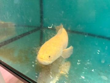 Tekoop albino channa beschikbaar voor biedingen