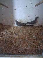 Diamant duiven, Dieren en Toebehoren, Vrouwelijk, Tropenvogel