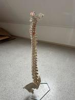 Flexibele wervelkolom Erler-Zimmer, Ophalen, Zo goed als nieuw