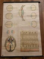 Antieke Schoolplaat visus oog hersenzenuw, Antiek en Kunst, Ophalen of Verzenden, Natuur en Biologie