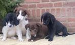 Prachtige LABRADOR x FRIESE STABIJ pups, Parvo, Nederland, 8 tot 15 weken, Meerdere