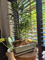 Dizygotheca elegantissima, Valse aralia in bonsai pot, Overige soorten, Minder dan 100 cm, Groene kamerplant, Halfschaduw