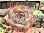 Echeveria Strawberry Almond/pot 5cm/vetplant/succulent, Ophalen of Verzenden, Halfschaduw, Minder dan 100 cm